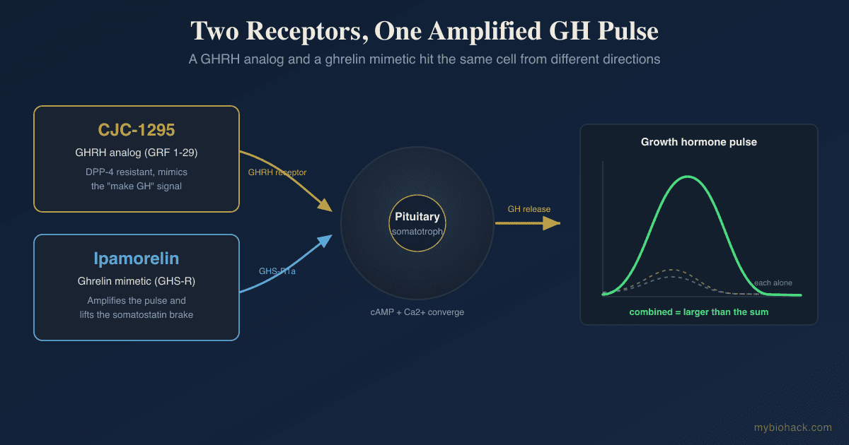 CJC-1295 And Ipamorelin: How The GHRH And Ghrelin Peptide Stack Works, DAC vs No-DAC, And The Honest Evidence