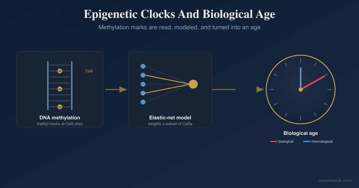 Epigenetic Clocks And Biological Age: What DNA Methylation Testing Can And Cannot Tell You