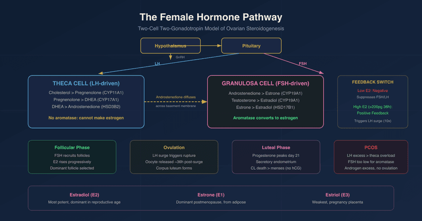 The Female Hormone Pathway: Estrogen, Progesterone, And The Cycling System That Governs Reproductive Health