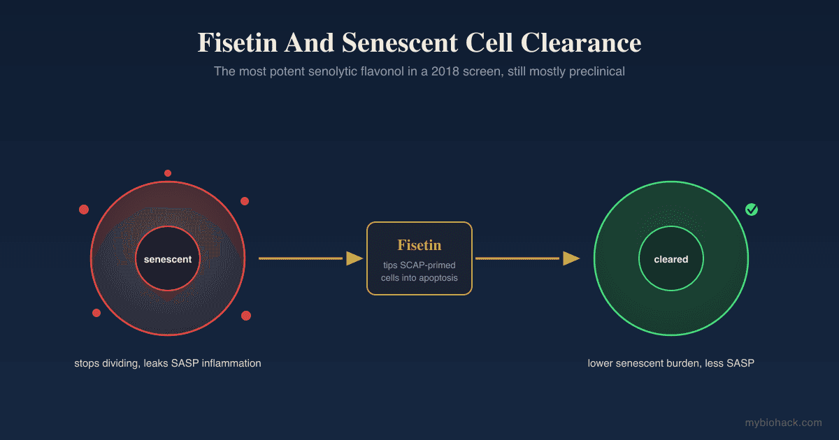Fisetin: The Senolytic Flavonoid And The "Better Quercetin" Question