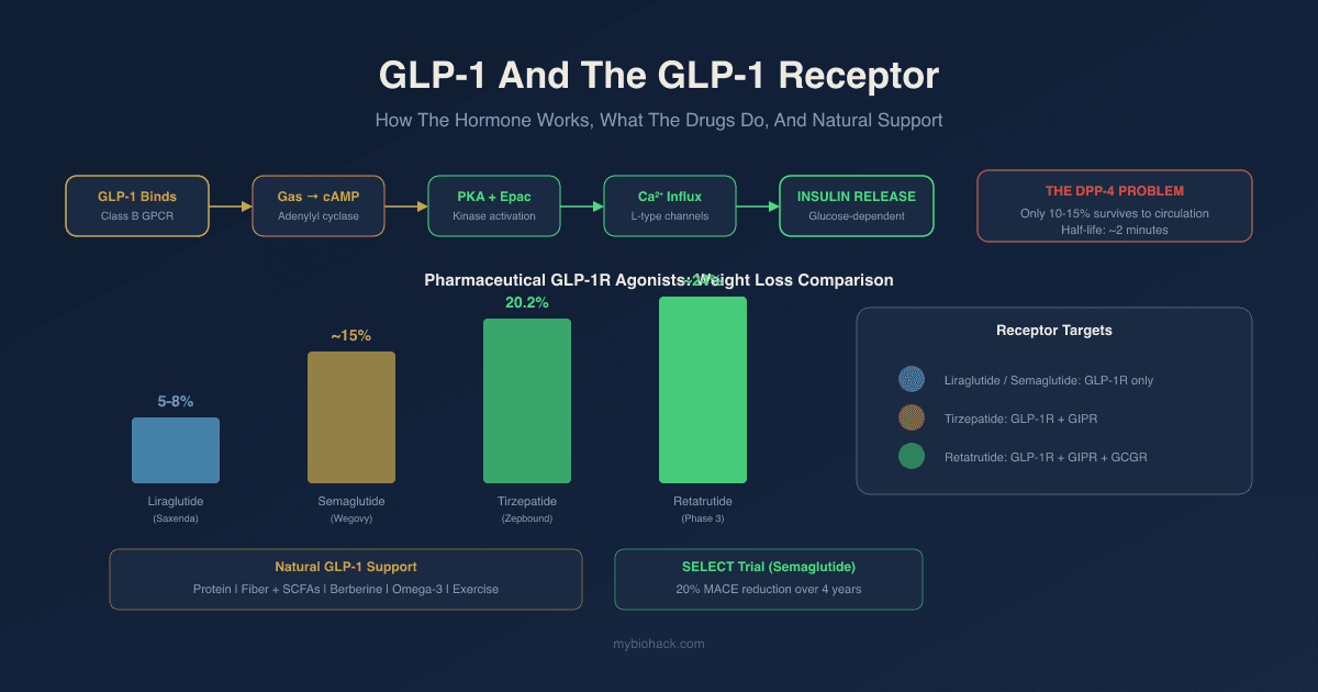 GLP-1 And The GLP-1 Receptor: How The Hormone Works, What The Drugs Actually Do, And How To Support It Naturally