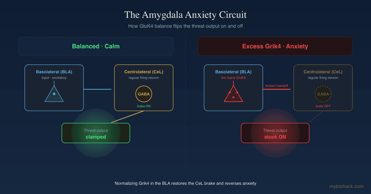 Grik4, The Amygdala, And The Glutamate Circuit Behind Anxiety
