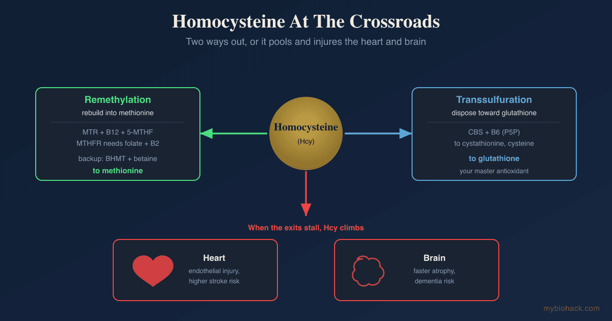 Homocysteine: The Methylation Marker That Links B Vitamins To Your Heart And Brain
