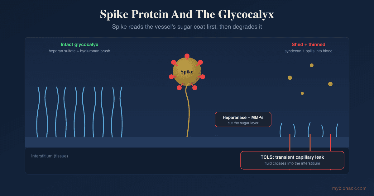Spike Protein Persistence And The Glycocalyx