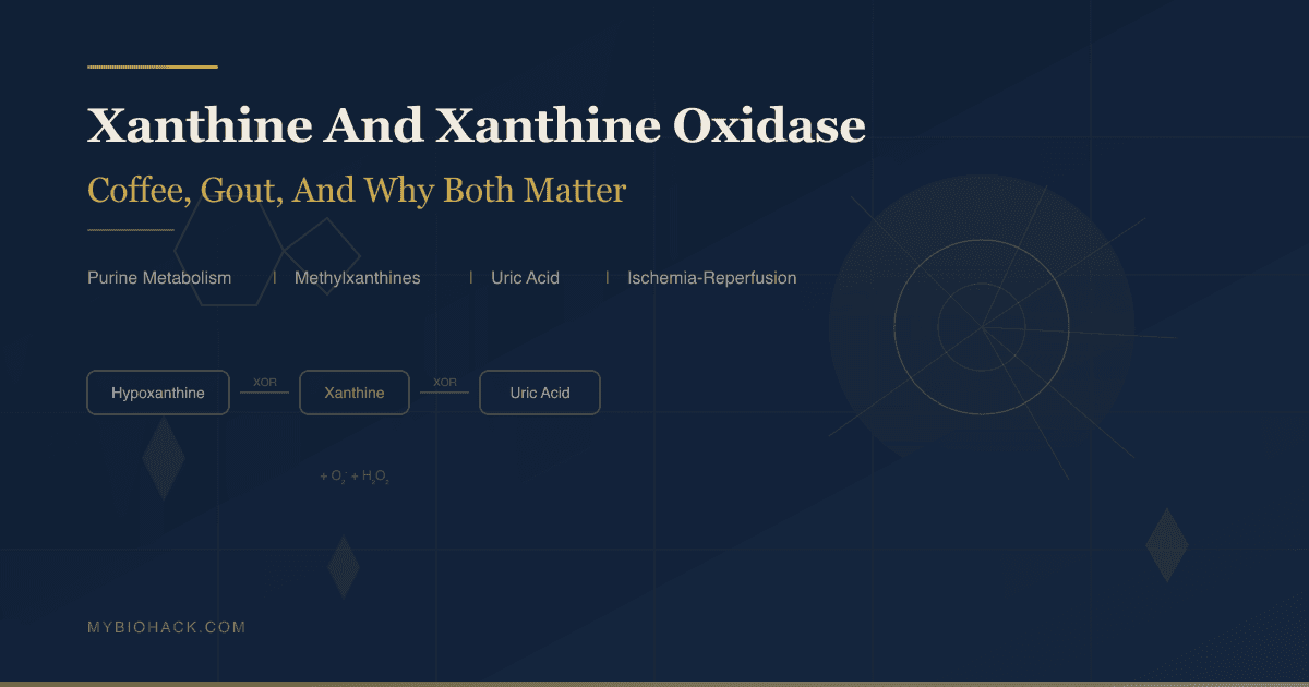 Xanthine And Xanthine Oxidase: The Molecule In Your Coffee, The Enzyme Behind Gout, And Why Both Matter For Your Health
