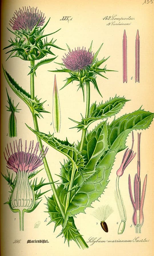 The 18+ Benefits of Milk Thistle (Silybum marianum) and Mechanisms