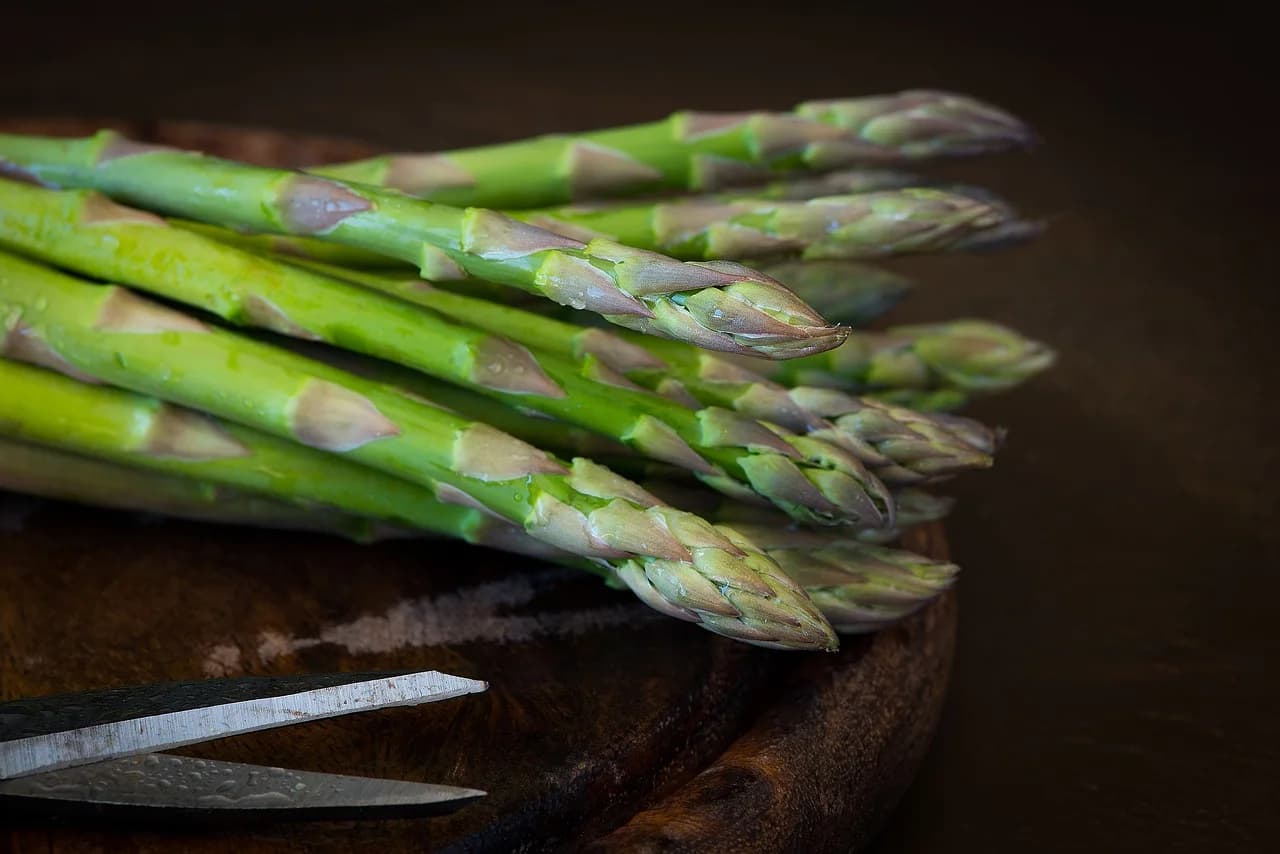 SIgA Recipes