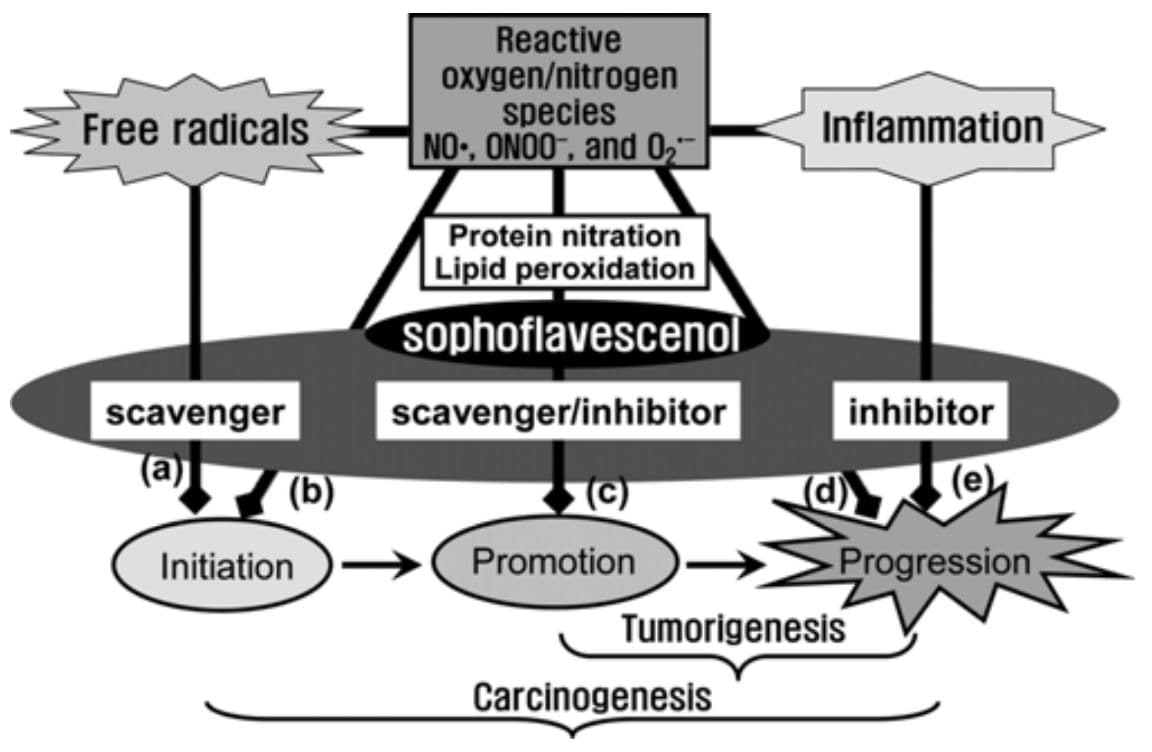 The 6+ Benefits Of Sophoflavescenol (With Natural Sources And Mechanisms)