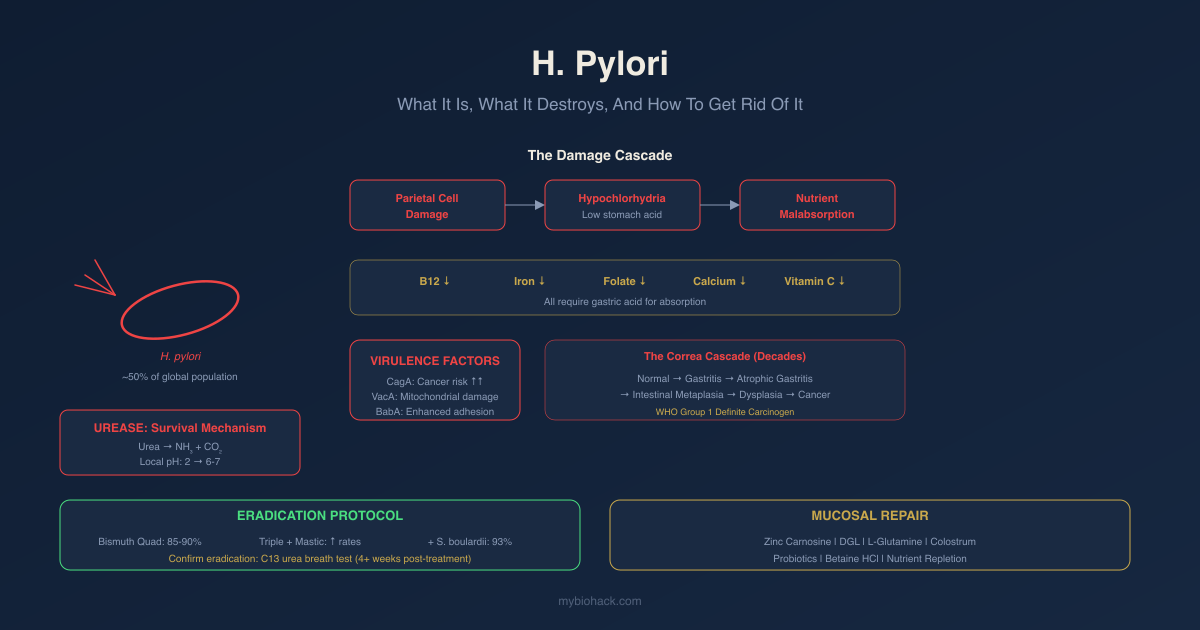 H. Pylori: What It Is, What It Destroys, And How To Get Rid Of It