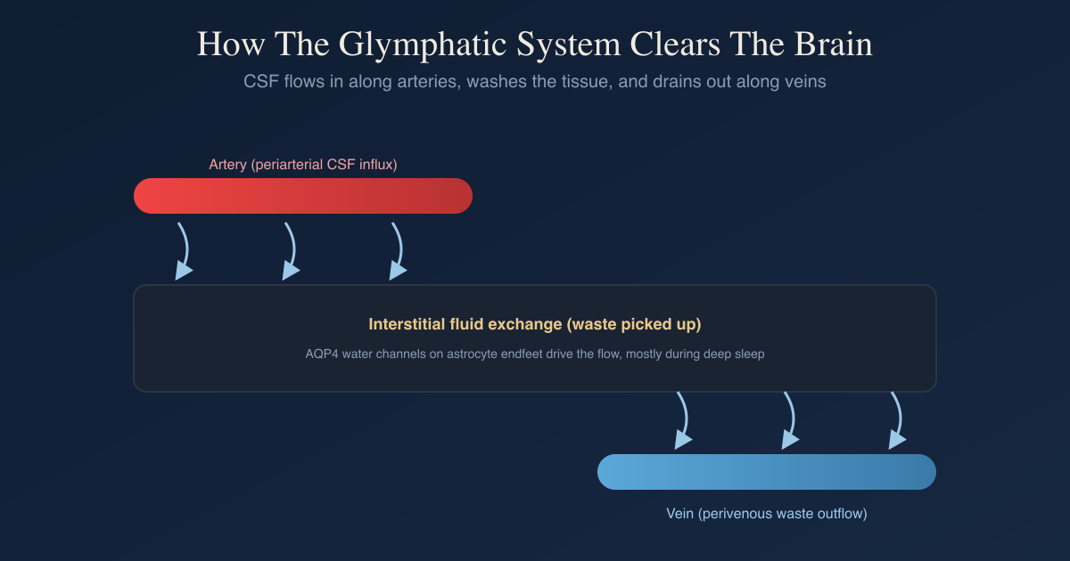 How To Improve Your Glymphatic System And AQP4: Brain Waste Clearance ...